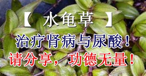 水龜草禁忌